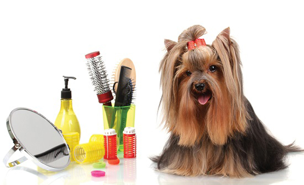 Pet-Grooming-at-Home