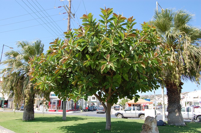 ficus-elastica