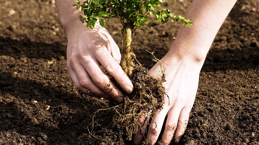 trees planting