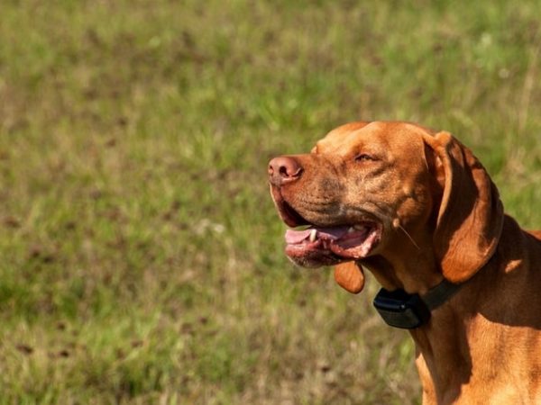 dog-bark-control-collar