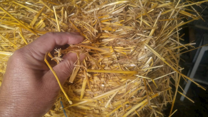 man's hand with hay