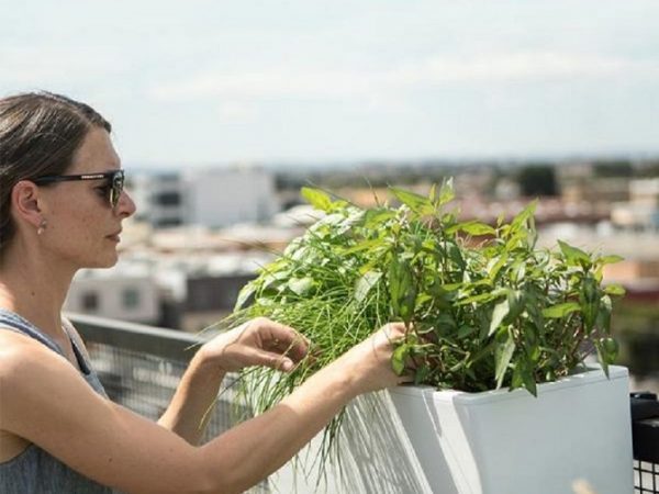 Best Self-Watering Balcony Planters