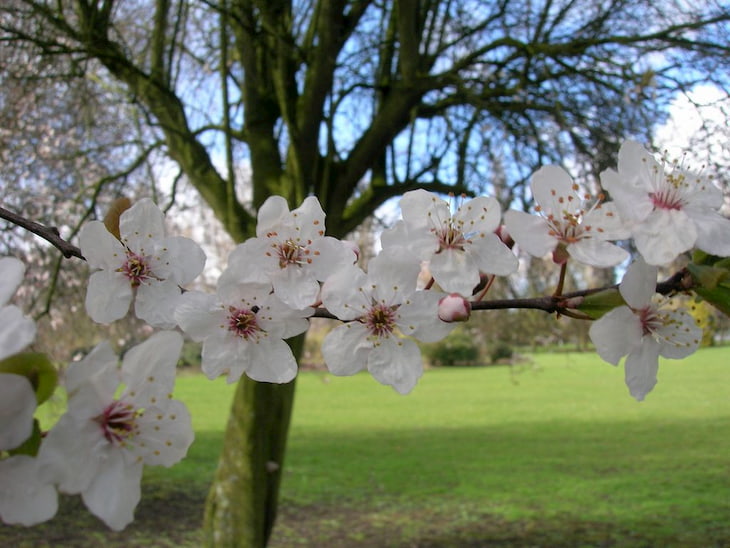 cherry-plum-tree