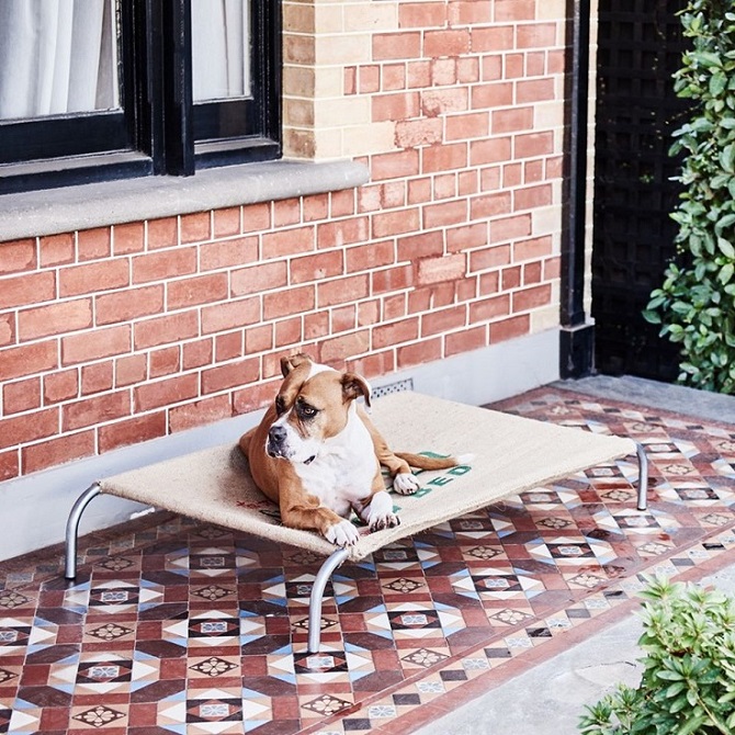 Elevated Dog Bed