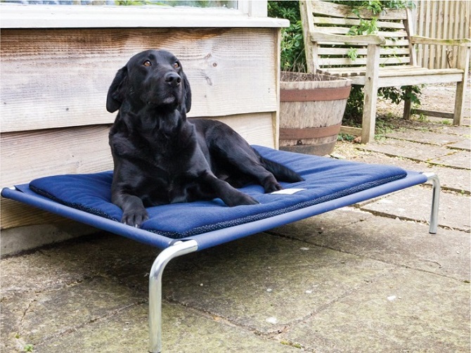 Raised Dog Bed Outside