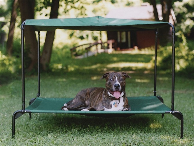 Raised dog Bed with cover