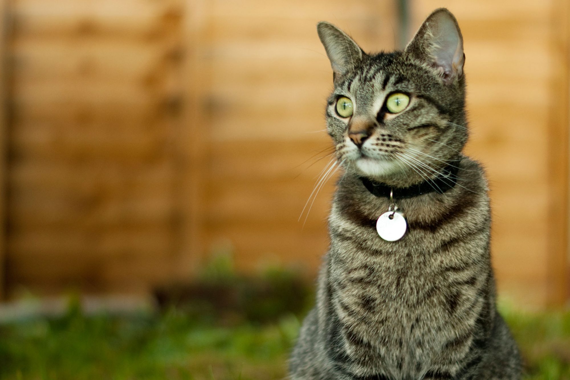 A Simple Guide for Choosing ID Tags for Cats Cat Tags A Diverse