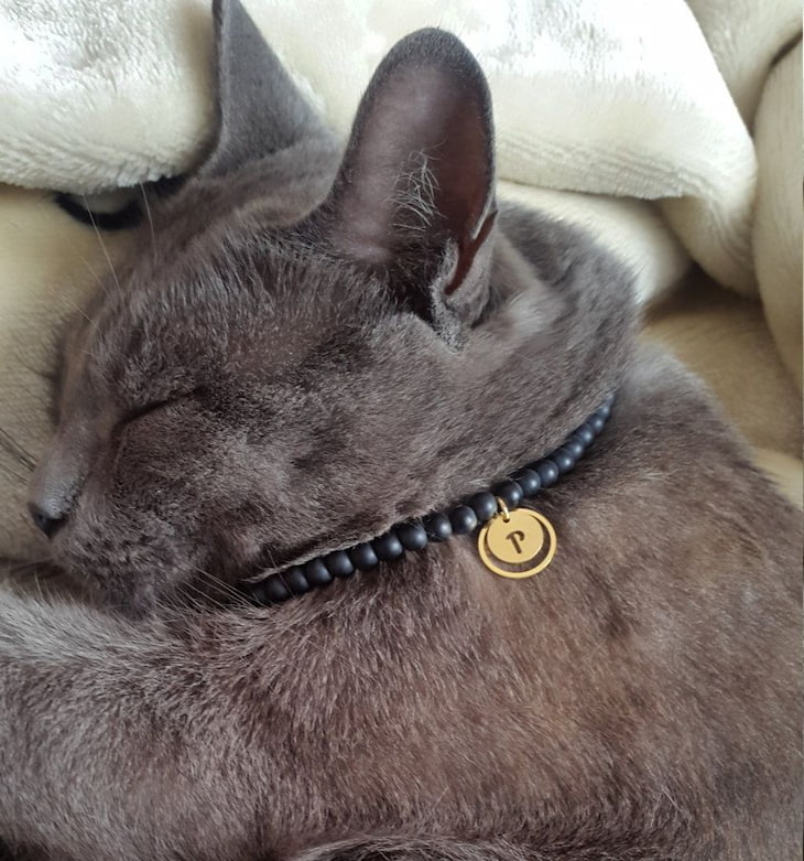 sleeping cat with an id tag