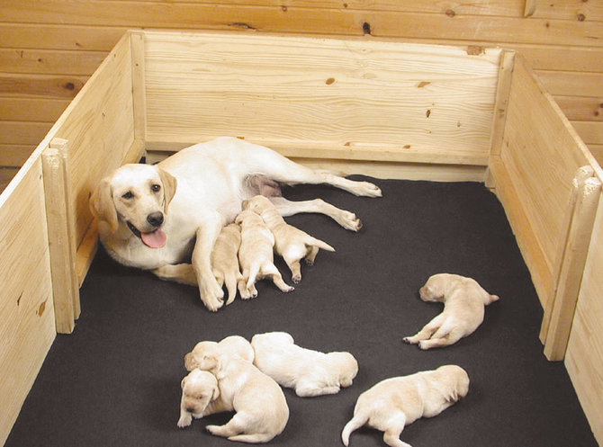 dog whelping box