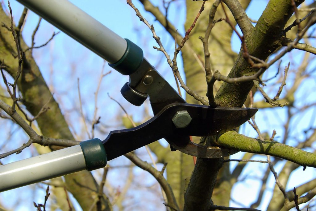 tree pruning