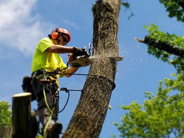 tree removal