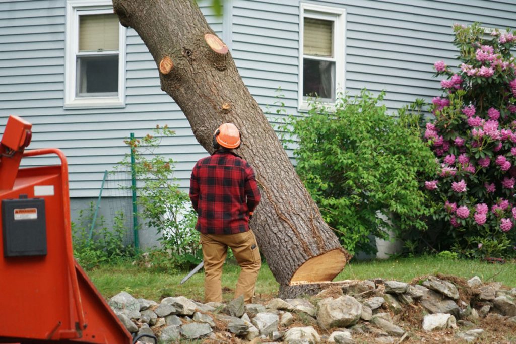 tree removal