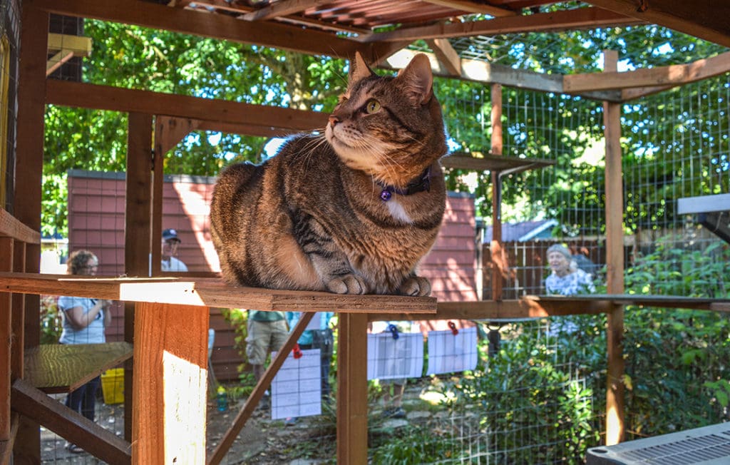 Feral Cats enclosures