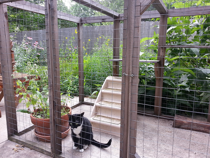 Cat enclosure on the patio
