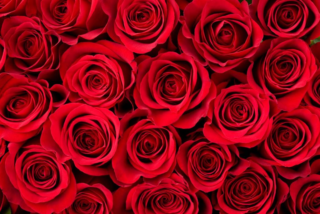 bunch of red roses