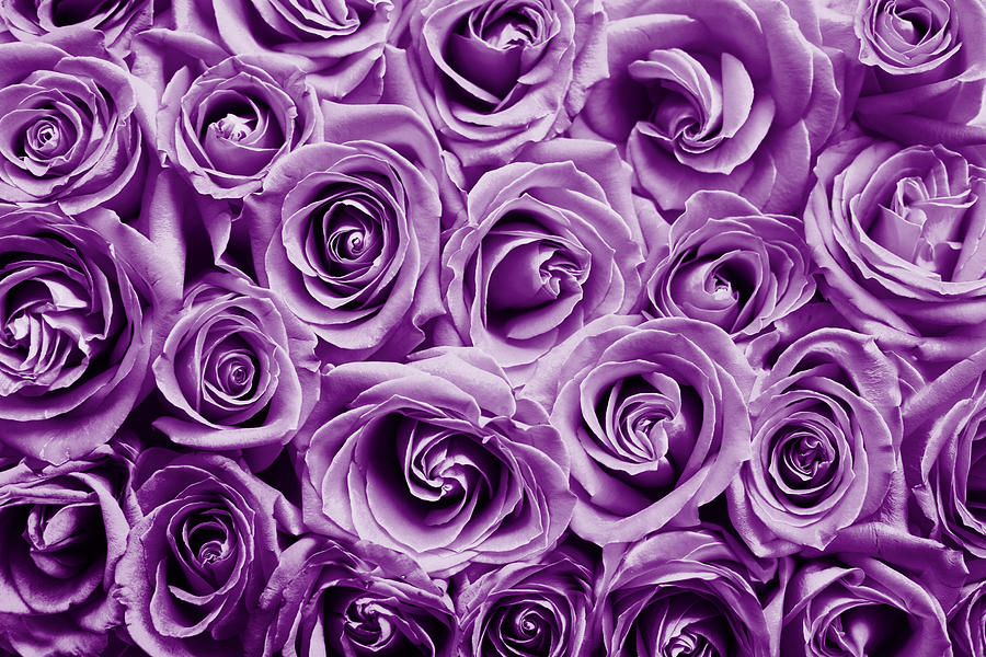 a bunch of purple roses