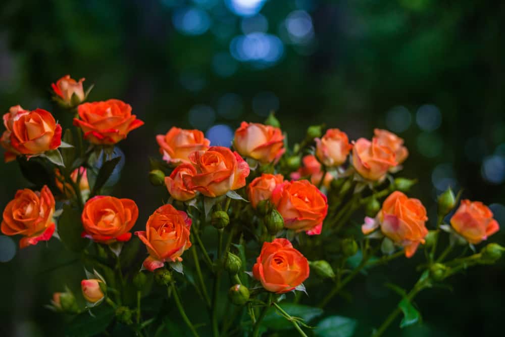 Bunch of orange roses in the nature