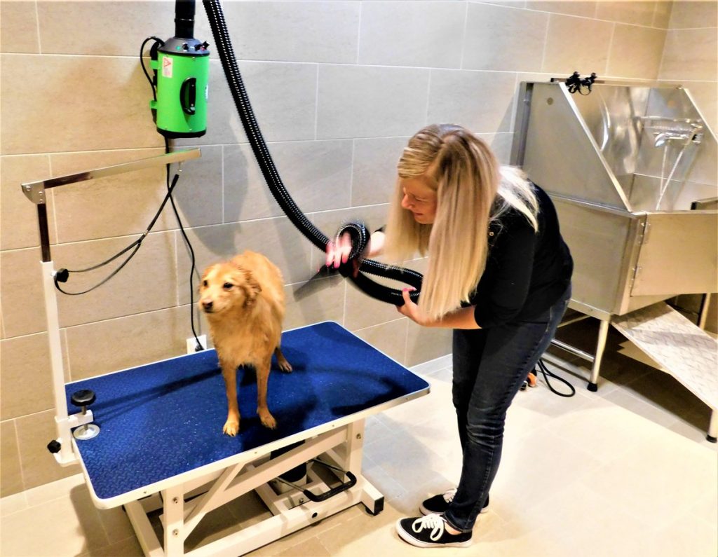 high velocity dryer for pet grooming