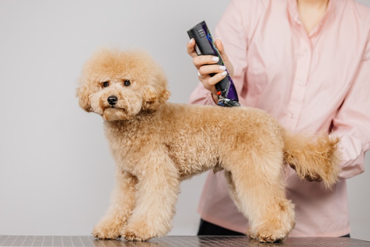 Dog Trimmer Blades: A Simple Guide to Extending the Life of Your Tools