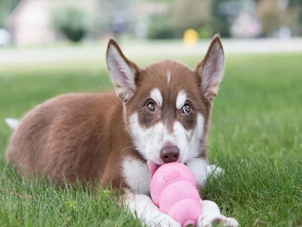 Chewing toy