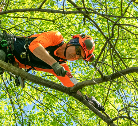 man cutting tree