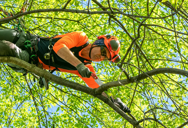 man cutting tree